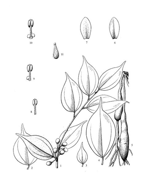 Natural compounds from  Lindera aggregata
